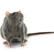 Ratas ratones