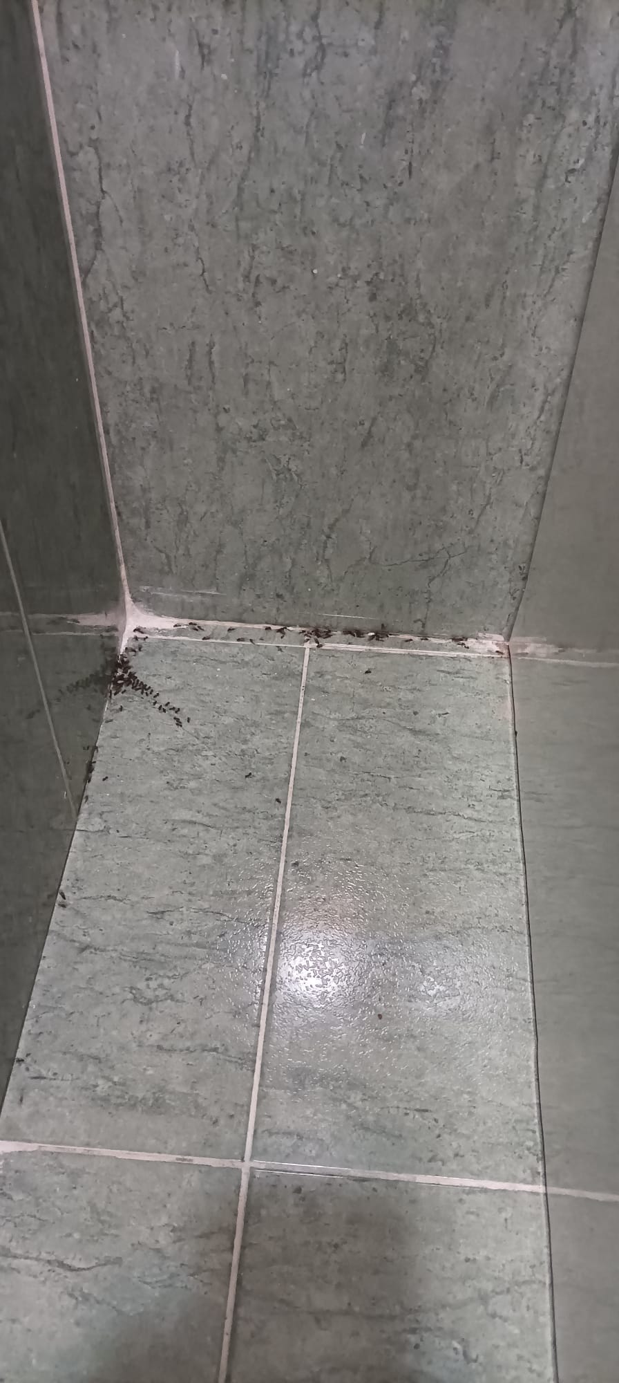 Plagas hormigas más complicadas de lo que aparentemente parece